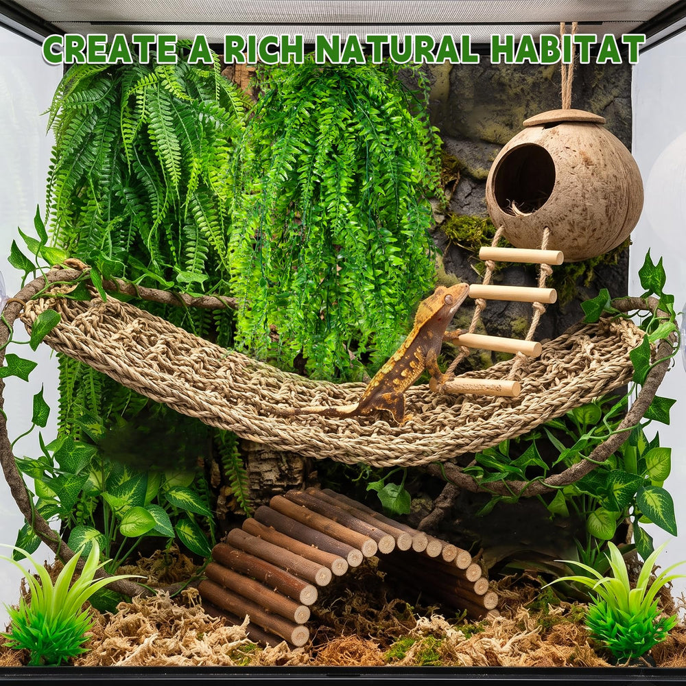 Alotiki mise en scène dans terrarium illustrant échelle, cachettes et parcours d'escalade