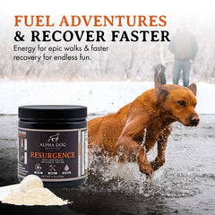 Alpha Dog poudre dissoute dans l’eau montrant dissolution rapide