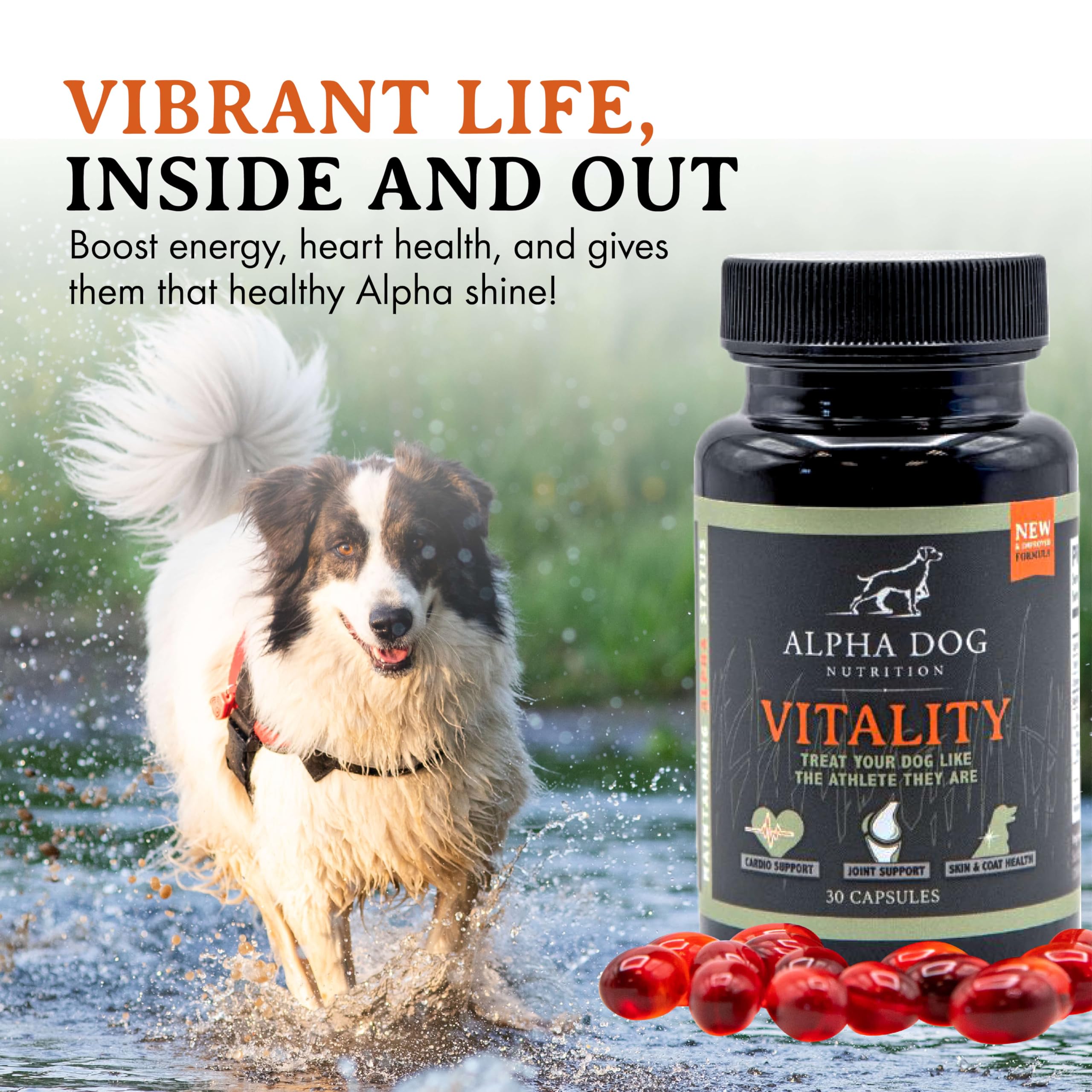 Chien au pelage brillant grâce à Alpha Dog Vitality pour apparence saine