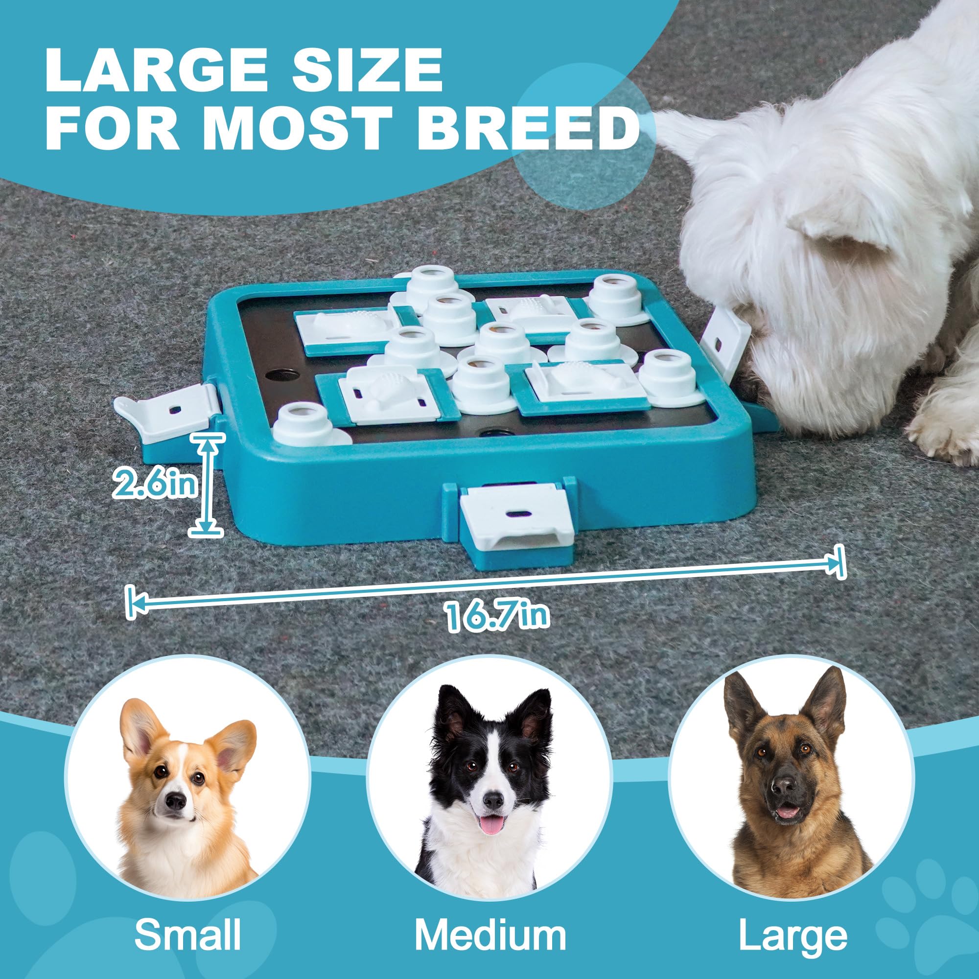 Aluckmao comparaison de taille avec une main démontrant format adapté aux chiens moyens/grands