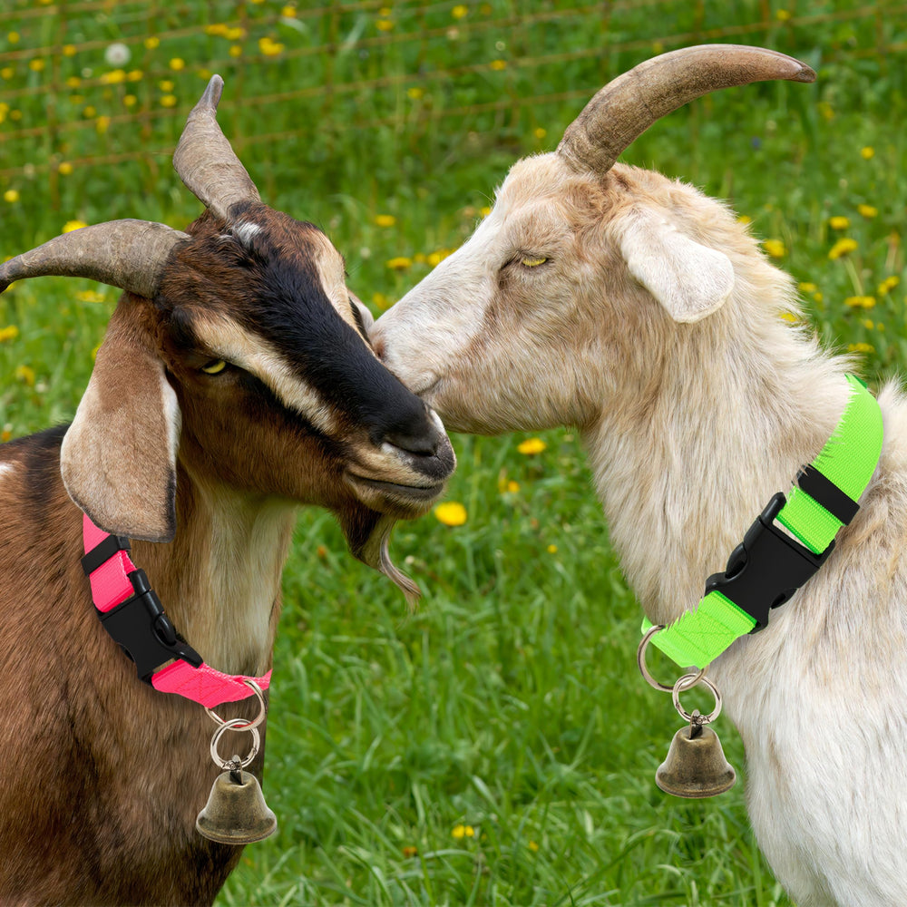 ALUZAEMO collier porté par une chèvre en pâturage, localisation aisée