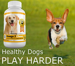 Amazing Nutritionals chiot mangeant un chew, bénéfice acceptation chez chiens difficiles