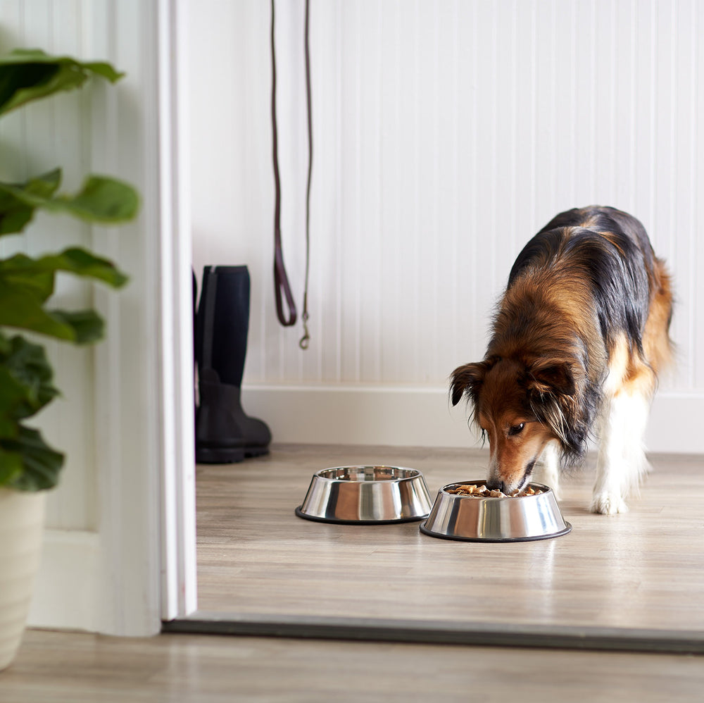 Amazon Basics bol en usage avec chien buvant sans glisser