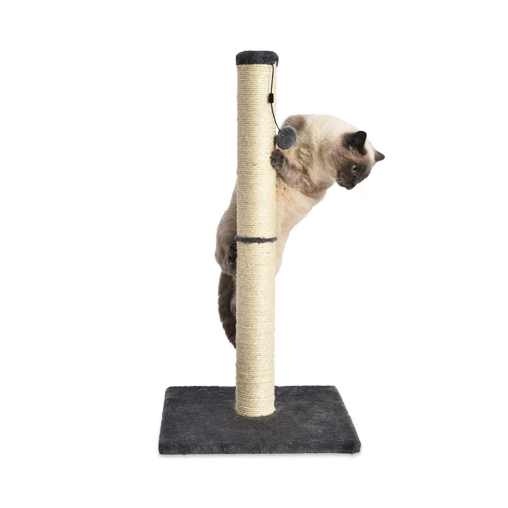 Amazon Basics jouet balle suspendue remplaçable stimulant jeu et activité du chat