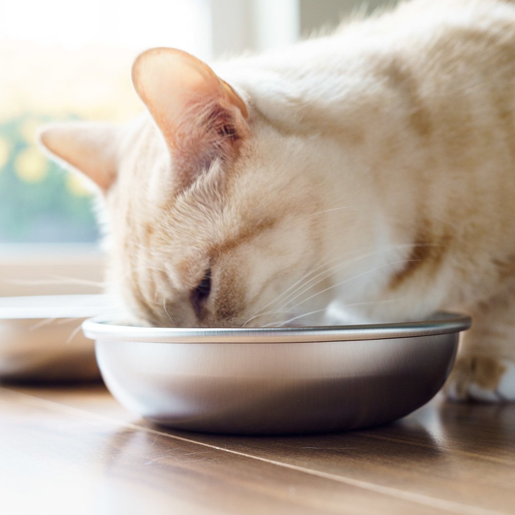Americat Company bol tenu en main pour comparer l'échelle et la taille