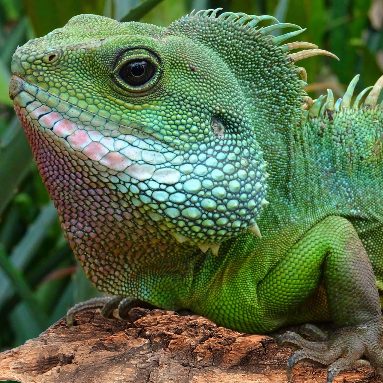 Amosfun écorce intégrée dans terrarium améliorant décor et enrichissement