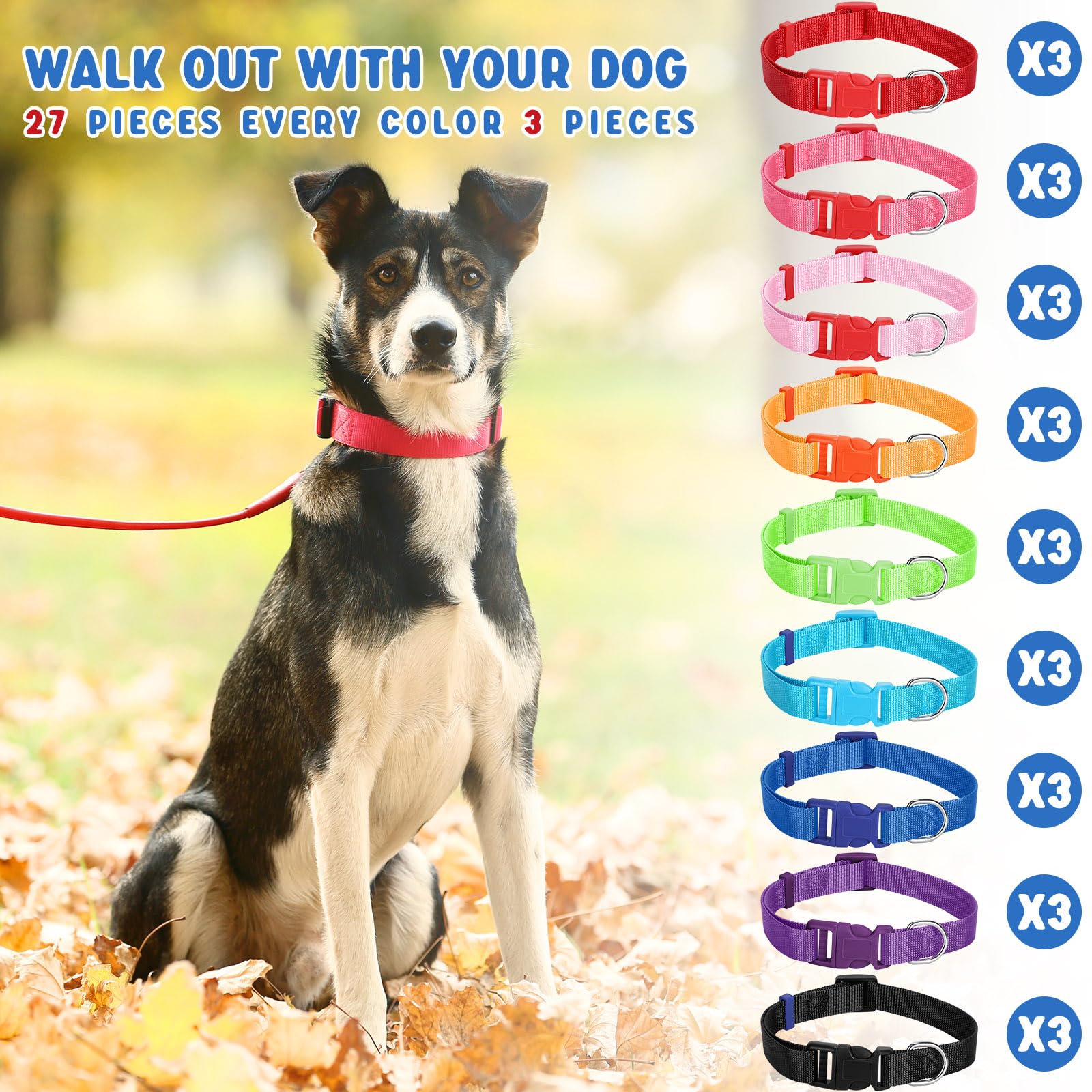 Chien en promenade avec collier Amylove illustrant confort et contrôle facile