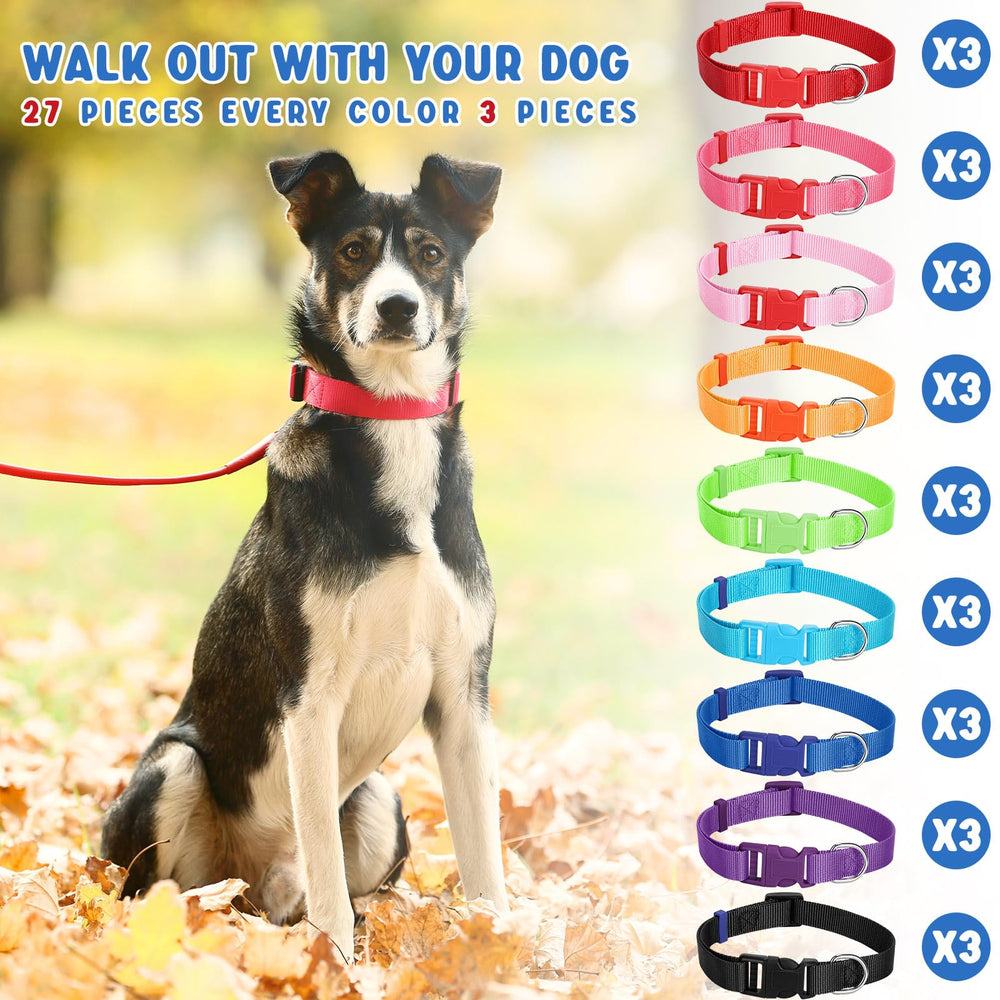 Chien en promenade avec collier Amylove illustrant confort et contrôle facile