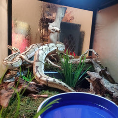 SDZGQPET Amypet positionnée dans son terrarium pour intégration esthétique