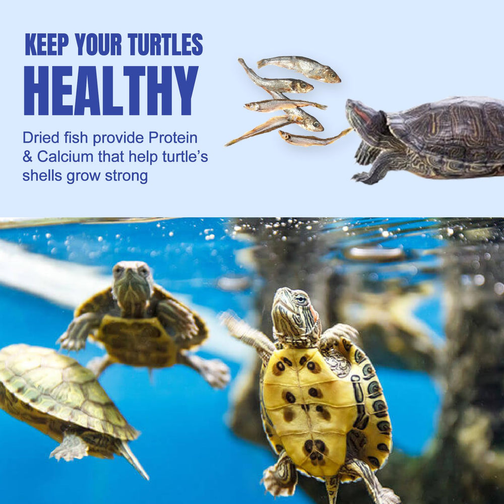 Amzey aliment donné à une tortue montrant stimulation de comportement naturel