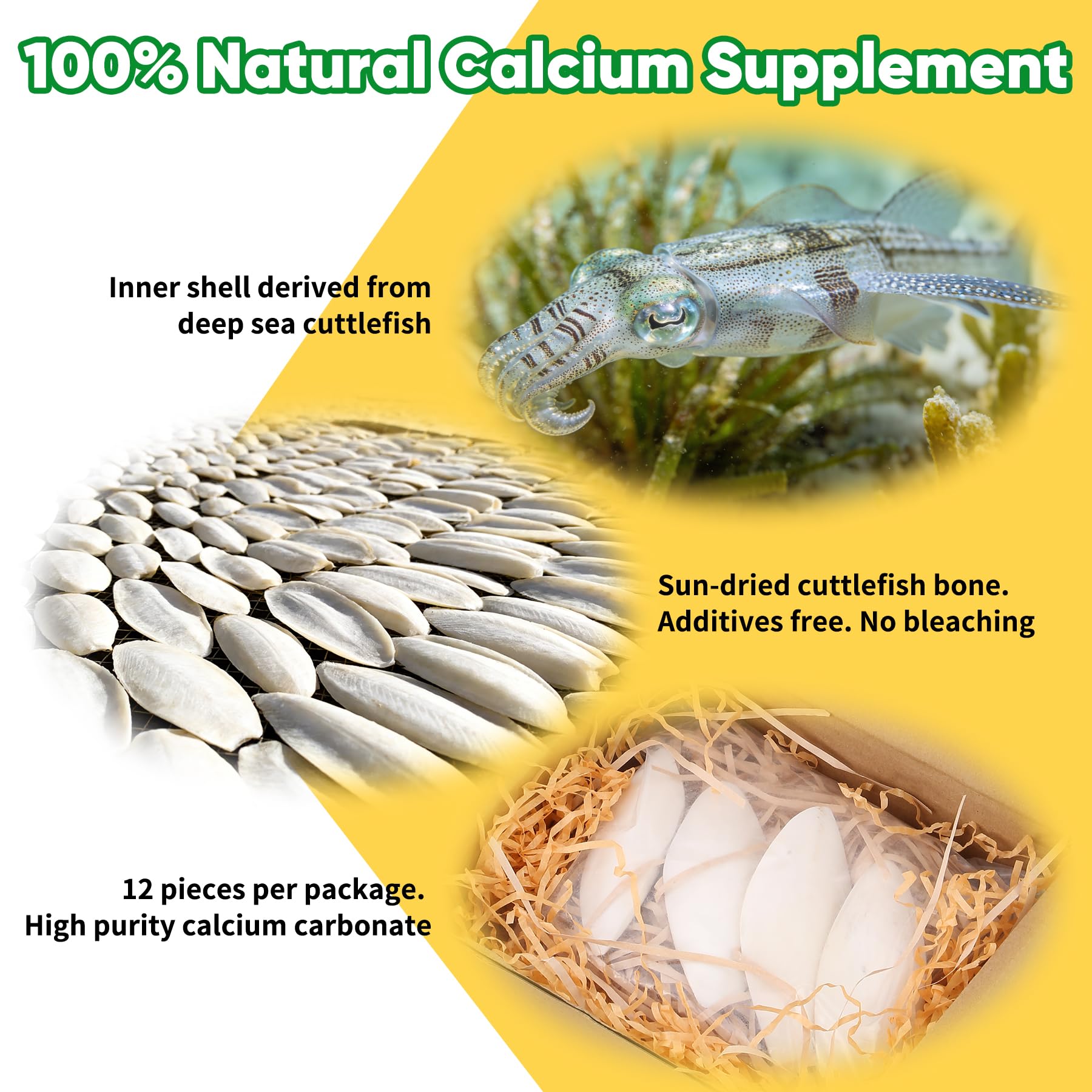 Amzey cuttlebone à côté d’un ruban métrique montrant taille 4–6 pouces