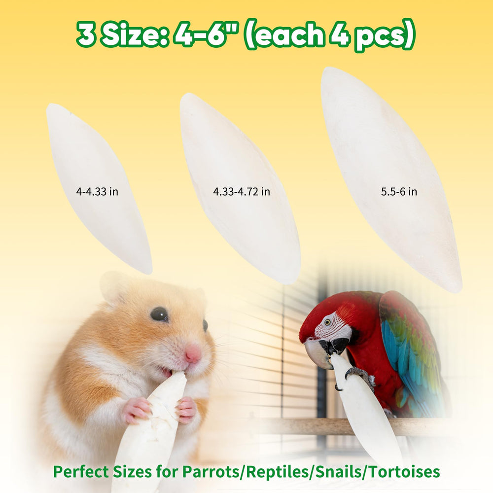 Amzey cuttlebone fixé dans une cage offrant enrichissement et mastication