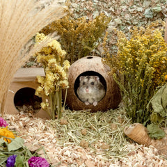 andwe Coconut Hut texture de la coque de coco naturelle et durable