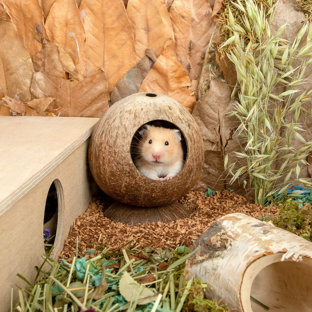 andwe Coconut Hut hamster installé à l'intérieur pour repos apaisant