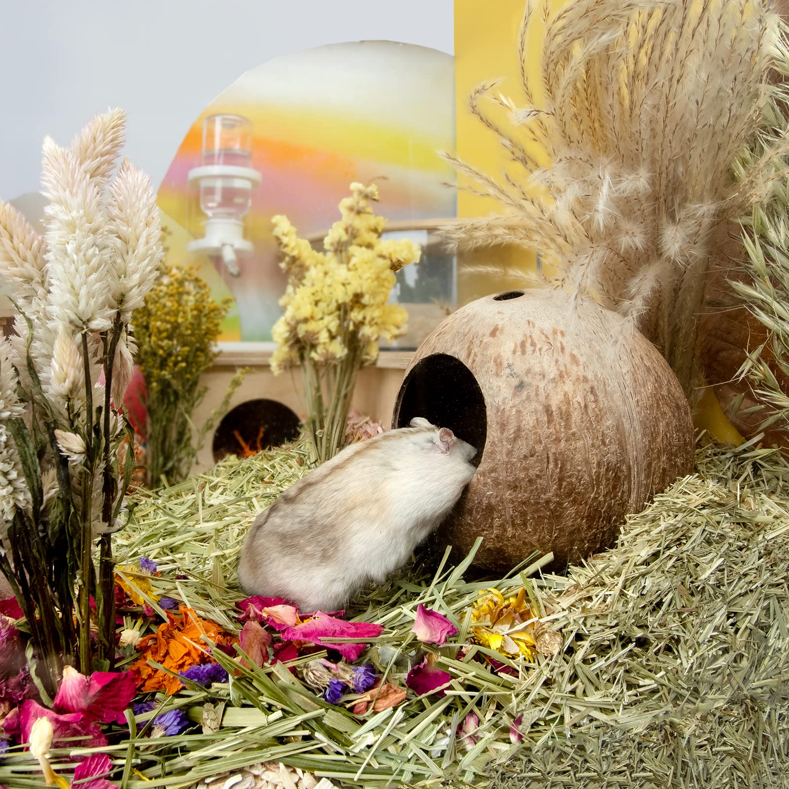 andwe Coconut Hut intérieur garni de litière pour plus de confort