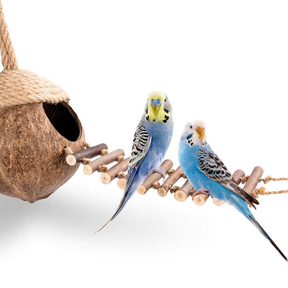 andwe gros plan sur texture coque de coco bénéfice naturel durable