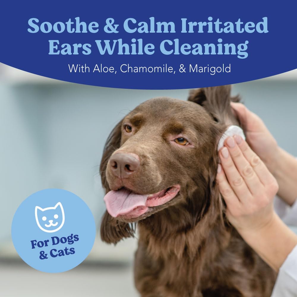 Angels' Eyes lingette utilisée sur oreille de chat pour apaiser irritation