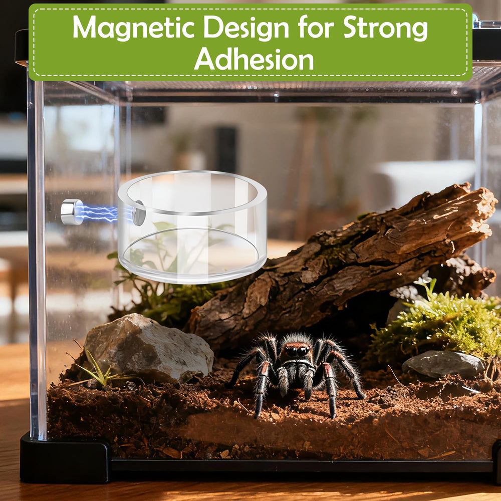Anglecai coupelle fixée en terrarium montrant usage pour nourrir araignée