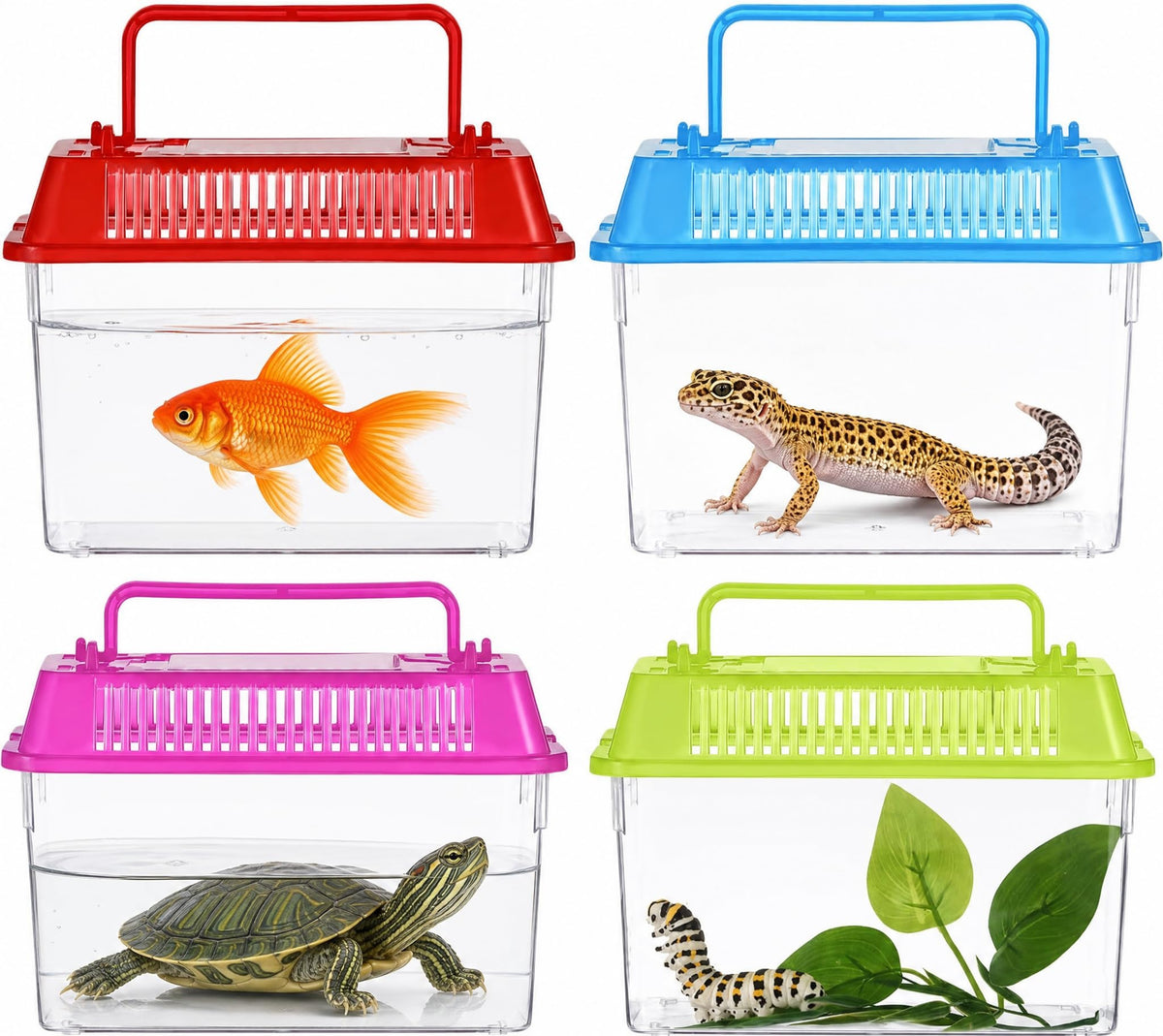 Angoily vue frontale du mini-aquarium montrant la clarté et sécurité