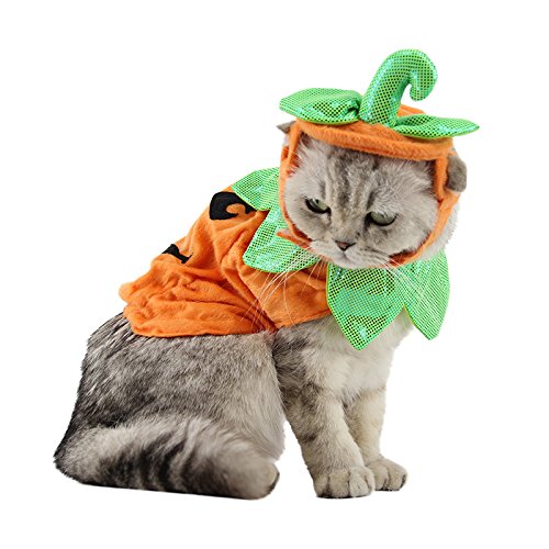 ANIAC costume citrouille face montrant l'ensemble chapeau et cape, look festif