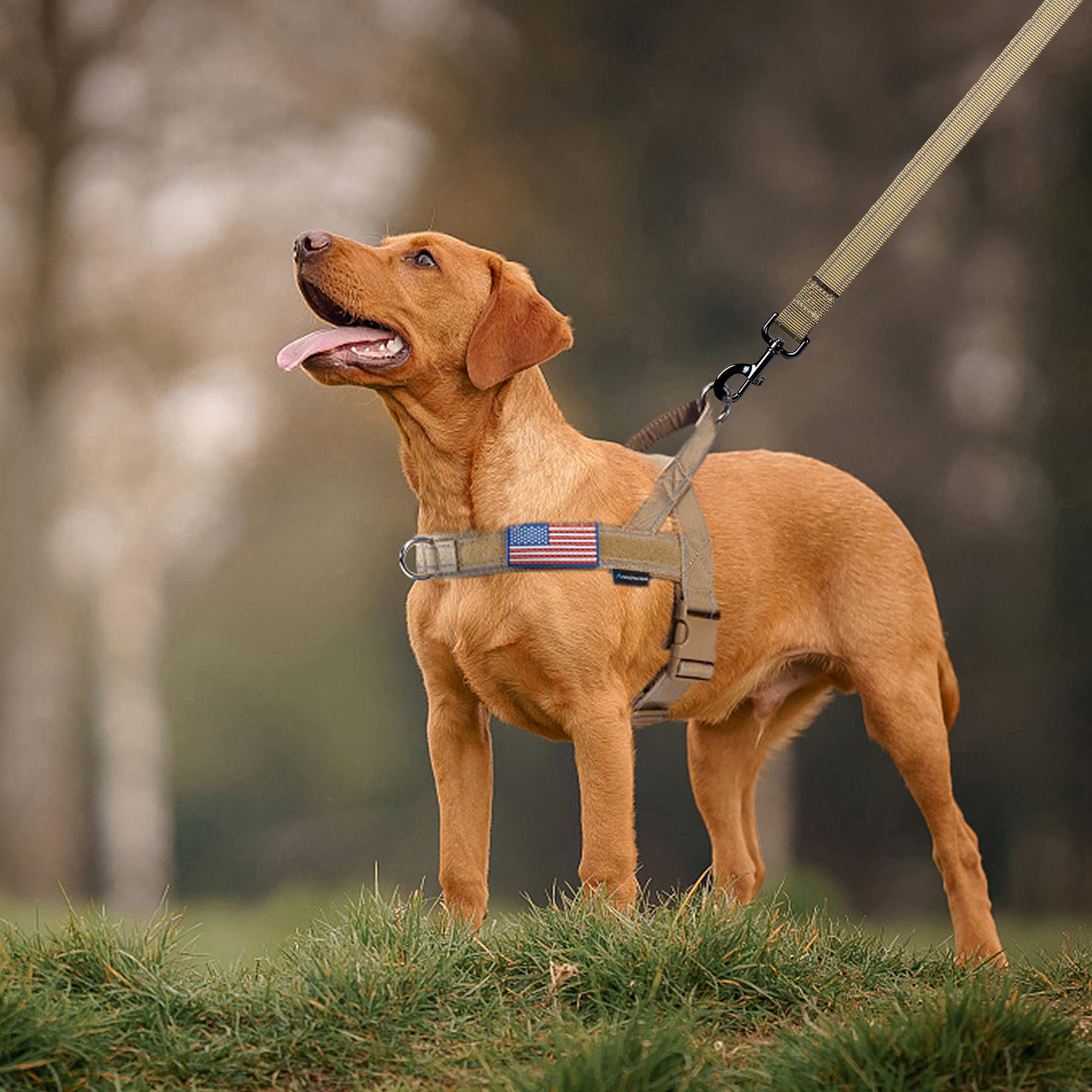 Annchwool laisse 5 ft résistante pour promenades et dressage