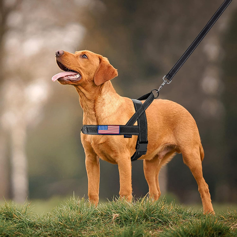 Annchwool laisse 5 ft incluse contrôle et liberté pour le chien