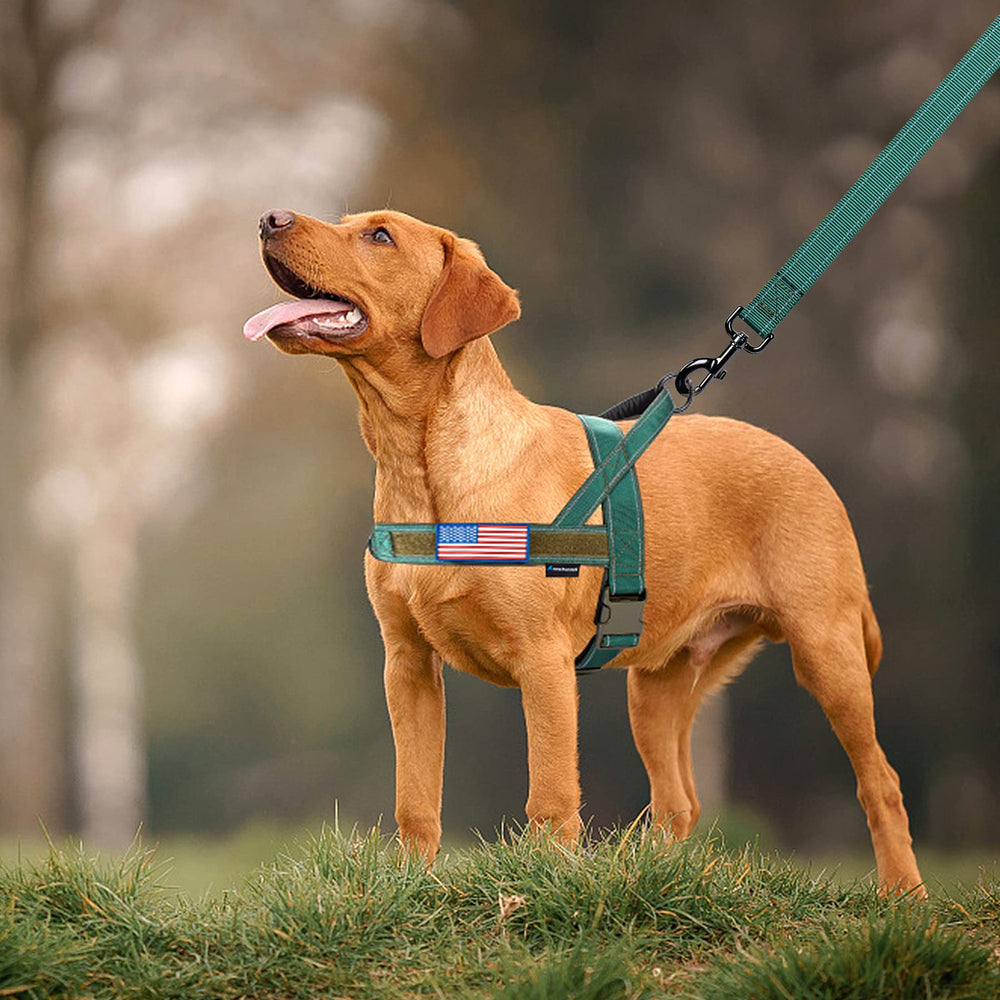 Annchwool patches velcro personnalisables pour identifier chien