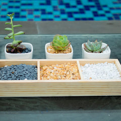 Anothera galets posés dans un terrarium aidant drainage et présentation soignée