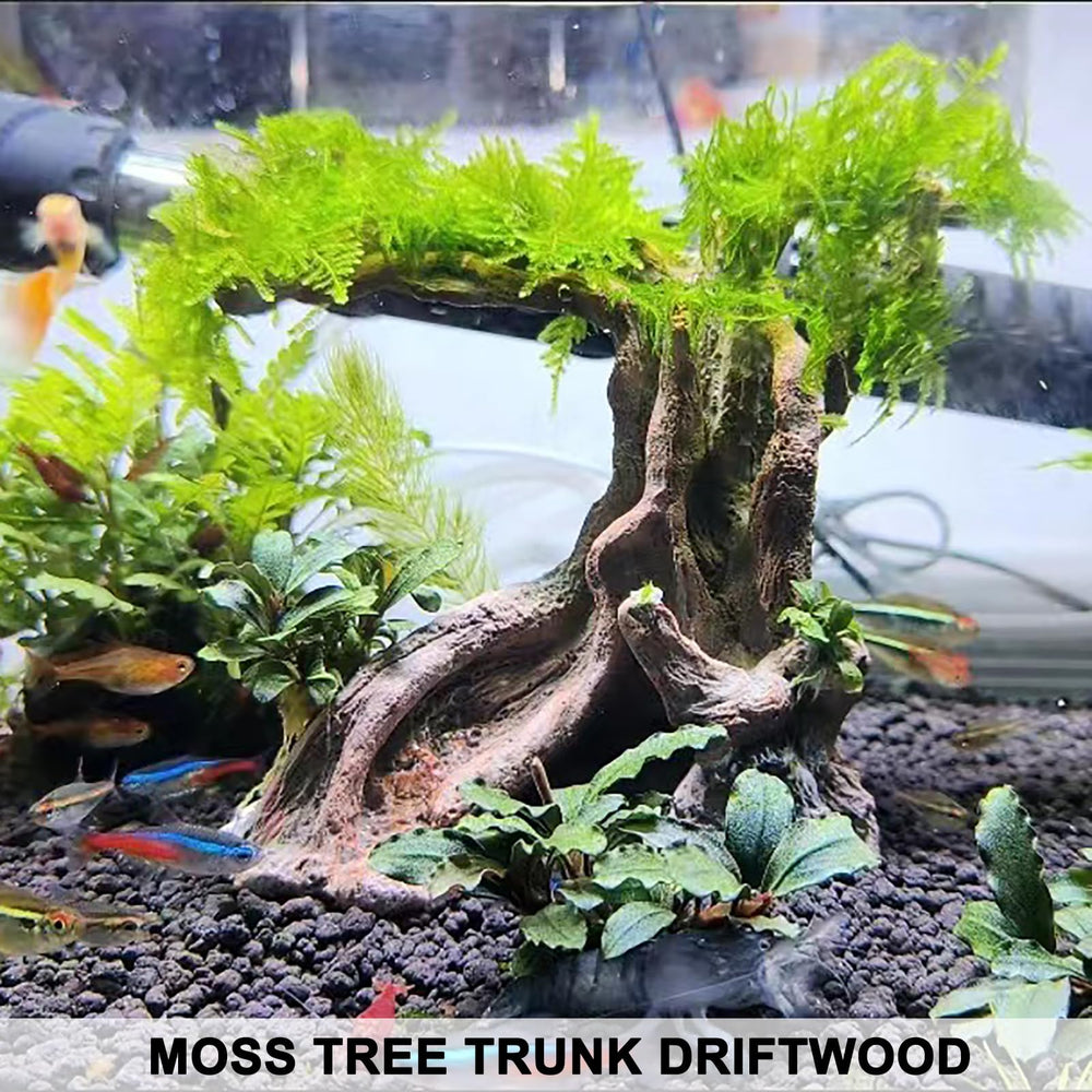 Anranmm tronc immergé avec betta favorisant comportement naturel