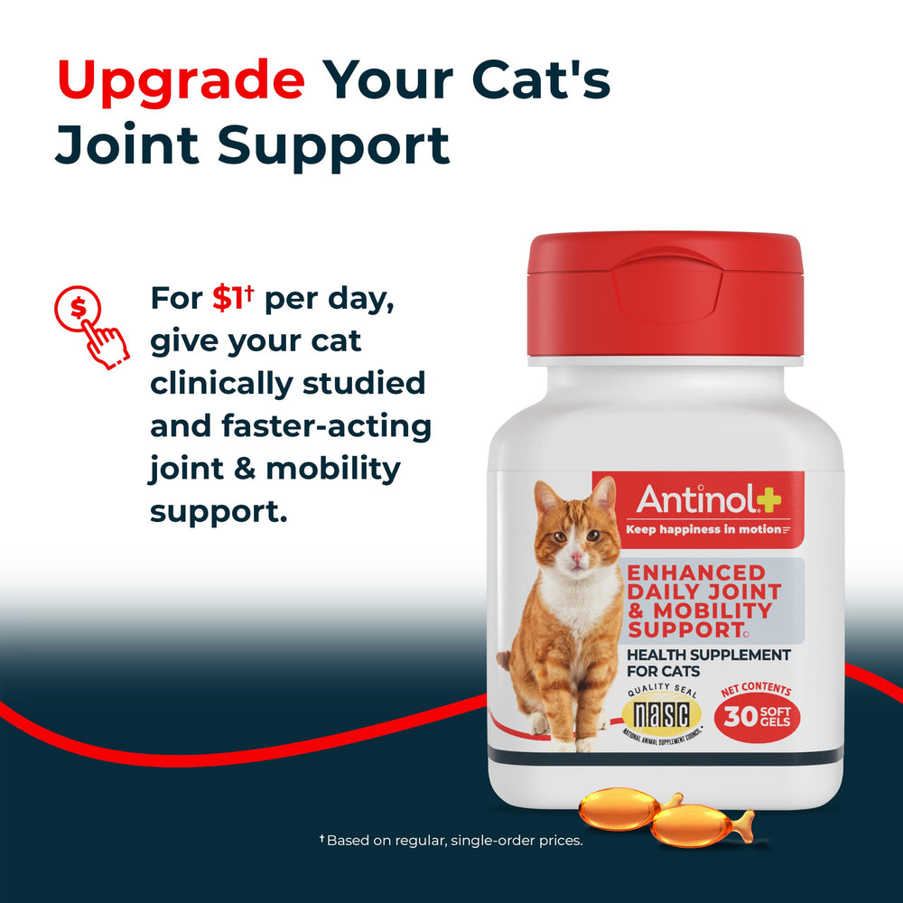 Antinol chat acceptant gélule et avantage palatabilité accrue