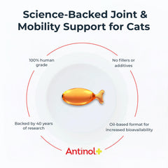 Antinol gros plan gélule molle montrant texture et facilité d'administration