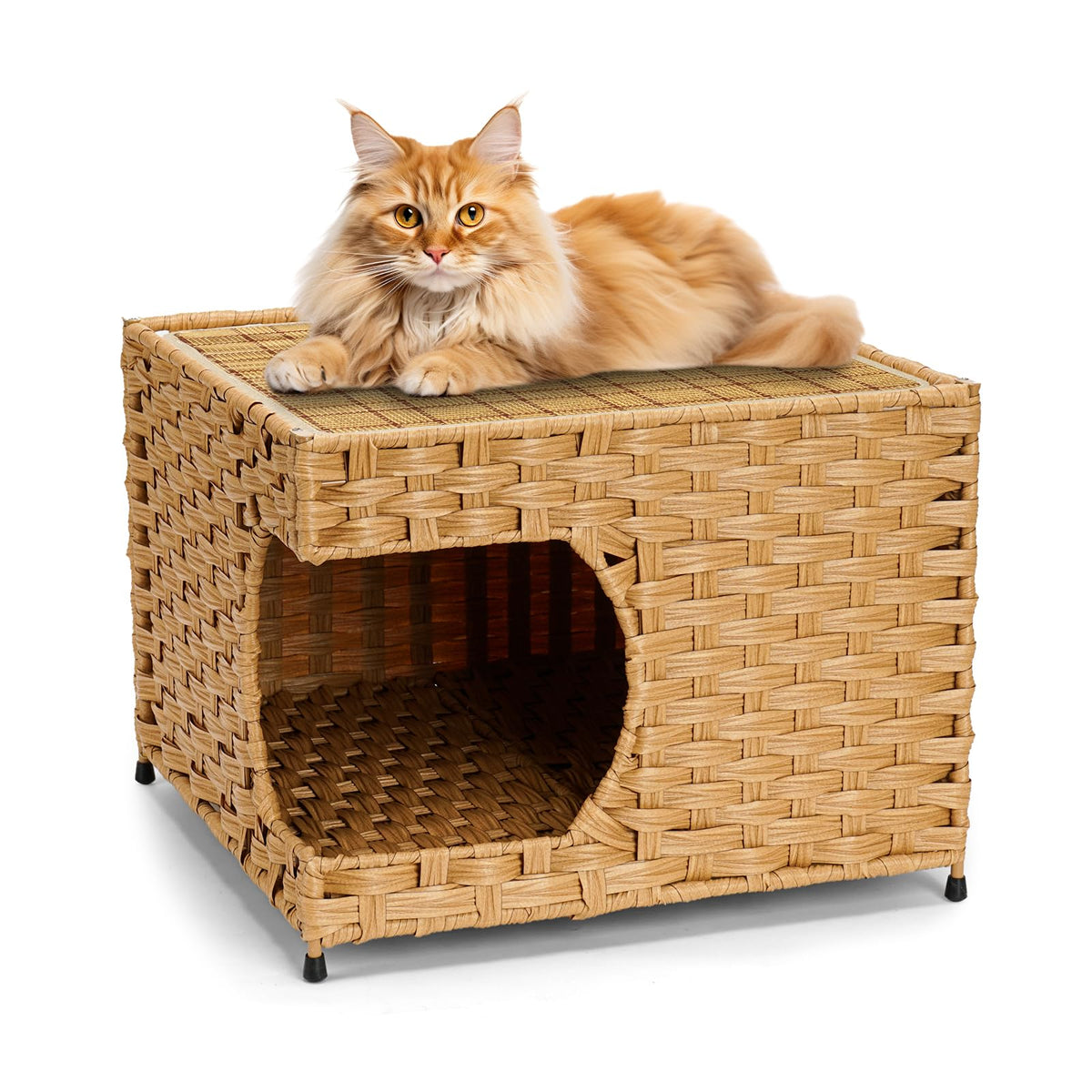 Anysiny maison chat façade montrant design élégant et sécurité