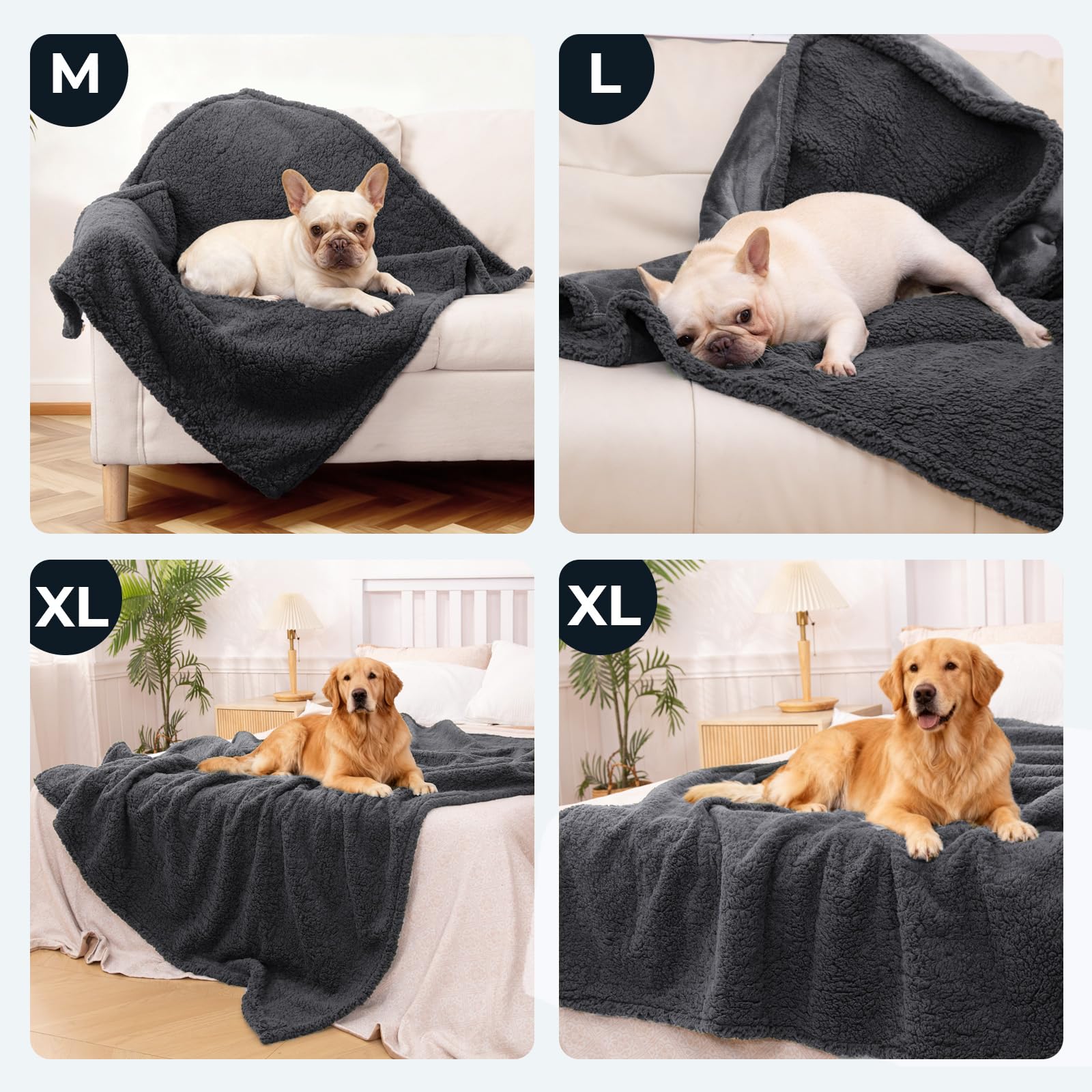 aodisman comparaison taille avec petit chien montre ajustement