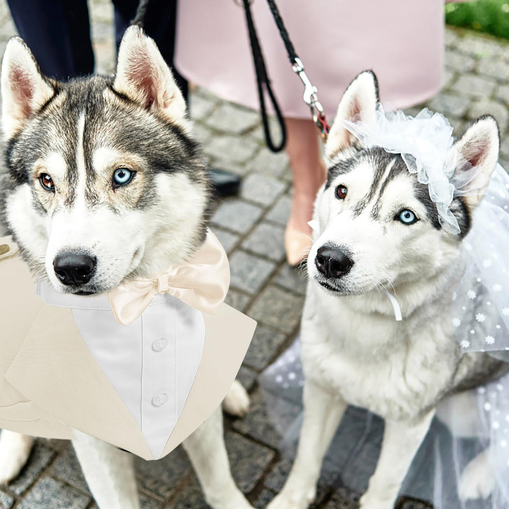 AOFITEE comparaison de tailles posées à côté d'un chien, aide au choix