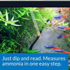 API bandelette immergée dans aquarium démontrant test facile