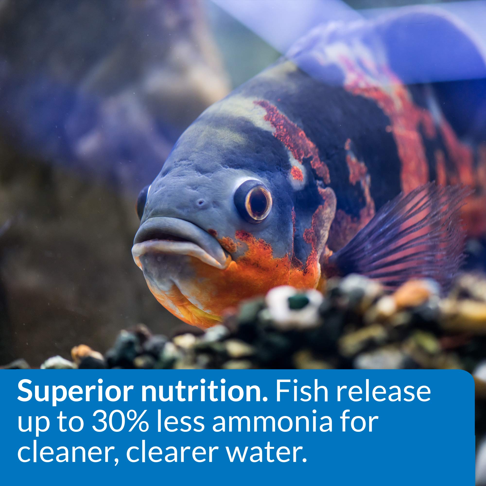 API granulés à côté d’un poisson pour comparer la taille