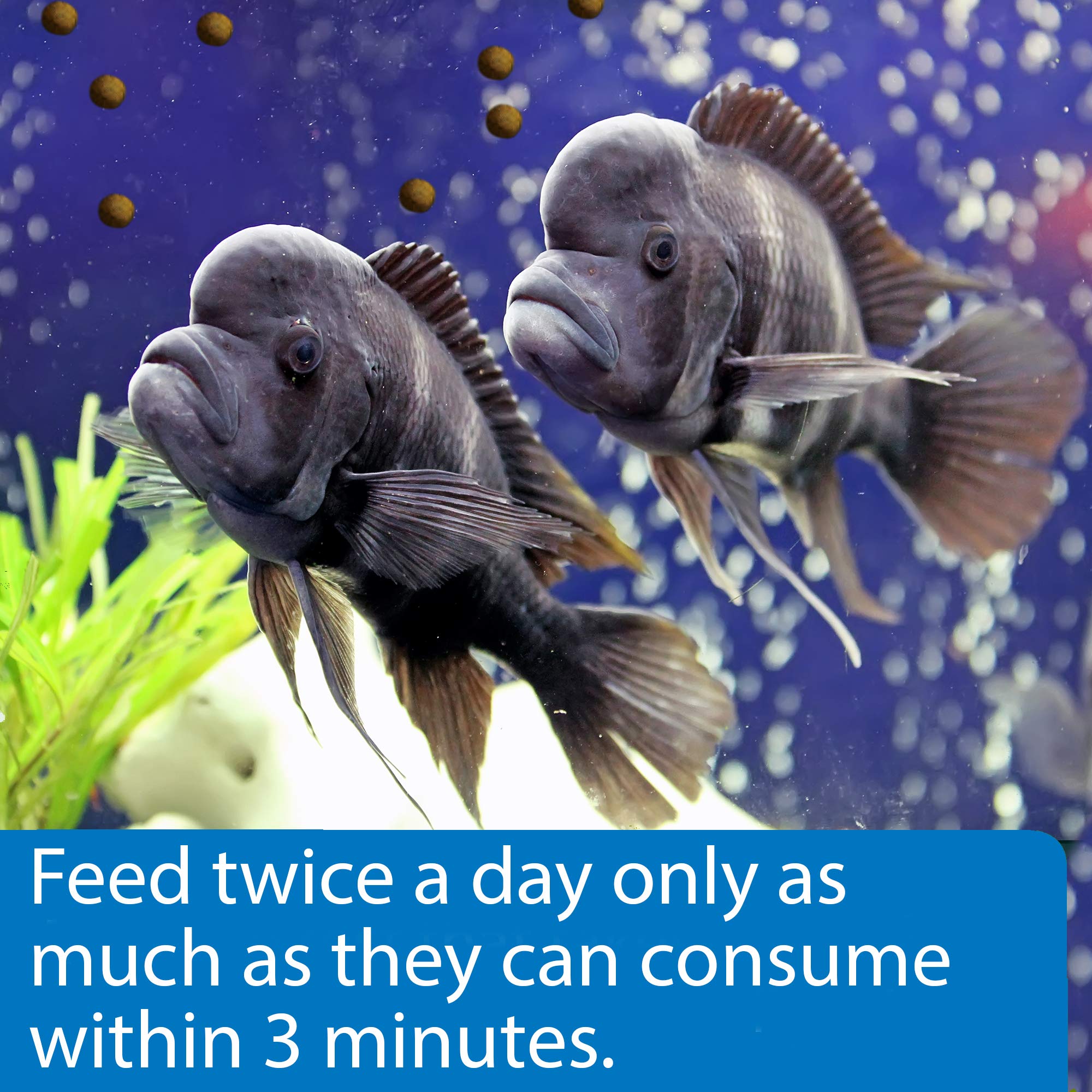API granulés en aquarium favorisant alimentation naturelle