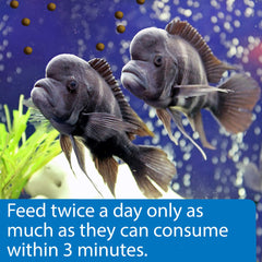 API granulés en aquarium favorisant alimentation naturelle