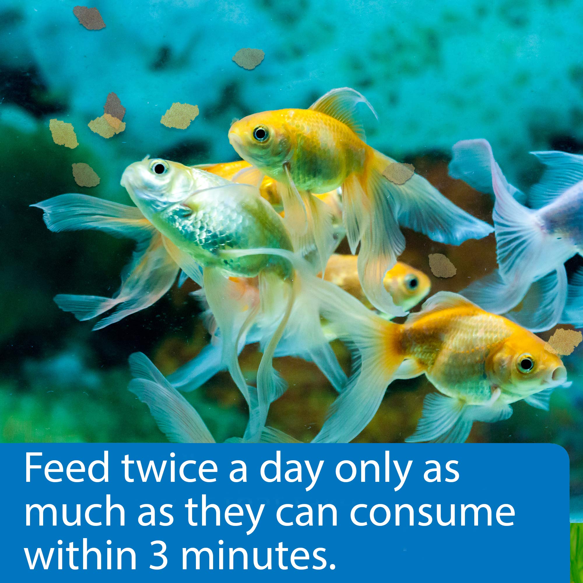 API flocons dispersés dans aquarium pour couleurs améliorées
