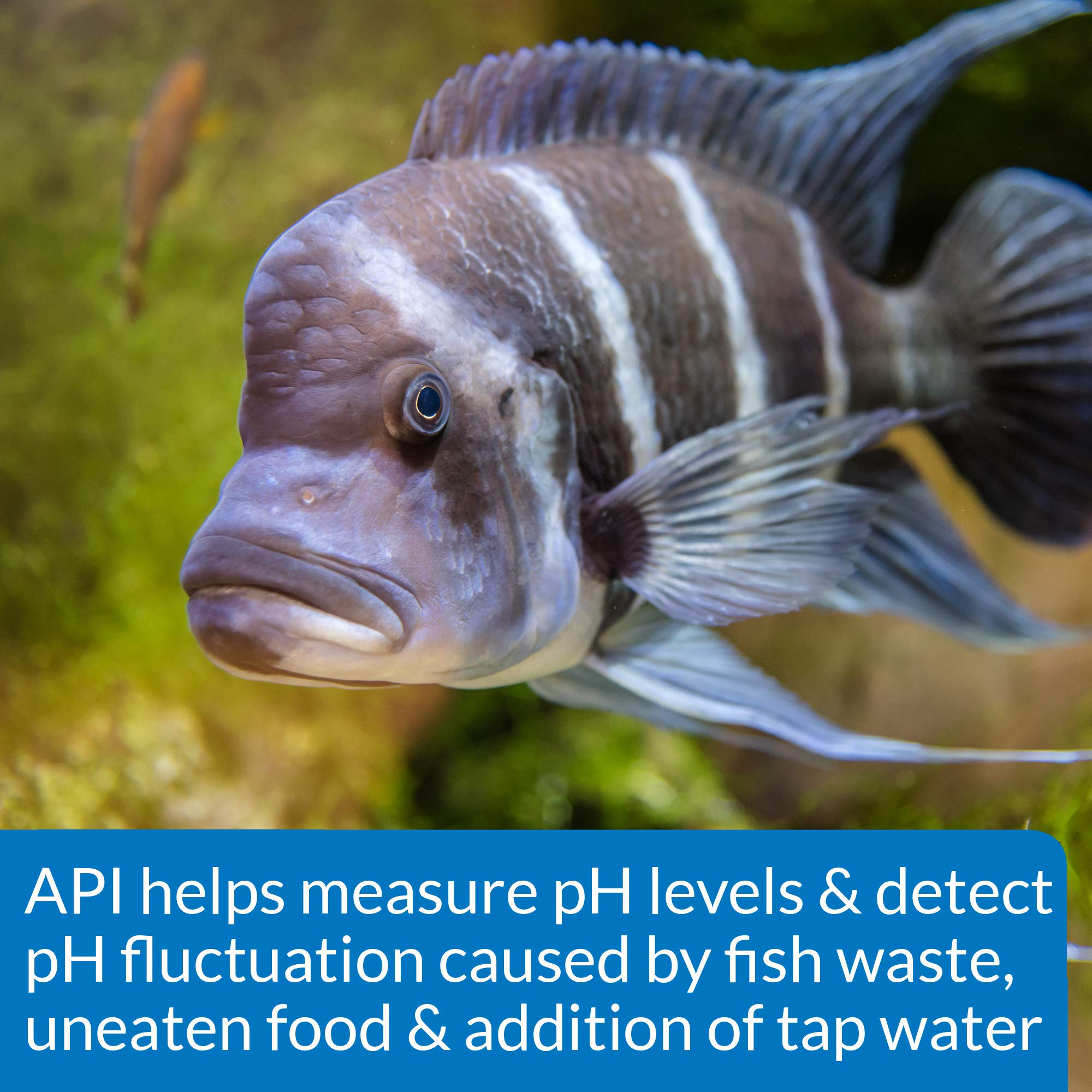 API kit posé près d’un aquarium pour maintenir la santé des poissons