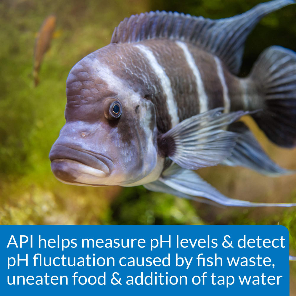API kit posé près d’un aquarium pour maintenir la santé des poissons