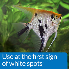 API produit versé dans l’aquarium illustrant administration facile