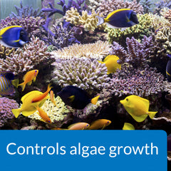 API MARINE ALGAEFIX goutte à goutte en main pour un dosage précis et sûr