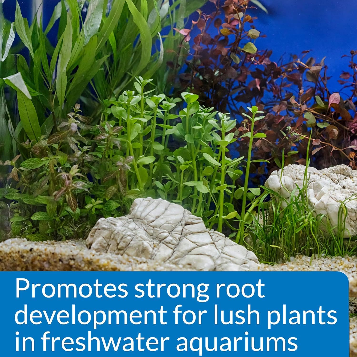 API plantes aquatiques avant et après montrant densité végétale améliorée
