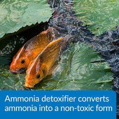 API POND AMMO-LOCK application dans un bassin montrant réduction du stress des poissons