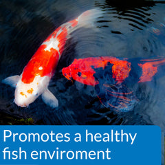 API POND en usage dans un bassin montrant meilleure clarté après traitement