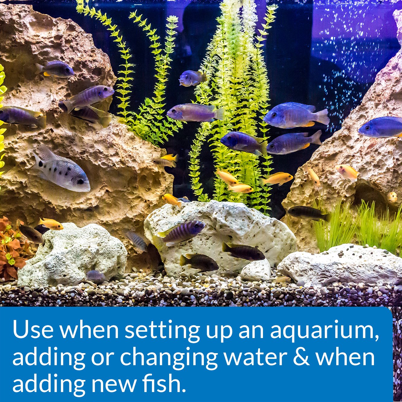 API Quick Start versé dans aquarium montrant réensemencement bactérien rapide
