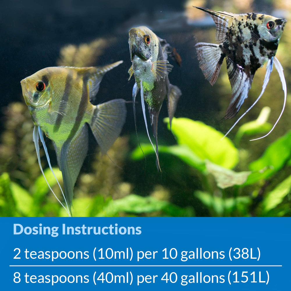 API Quick Start en situation démarrage d'aquarium montrant poissons sécurisés