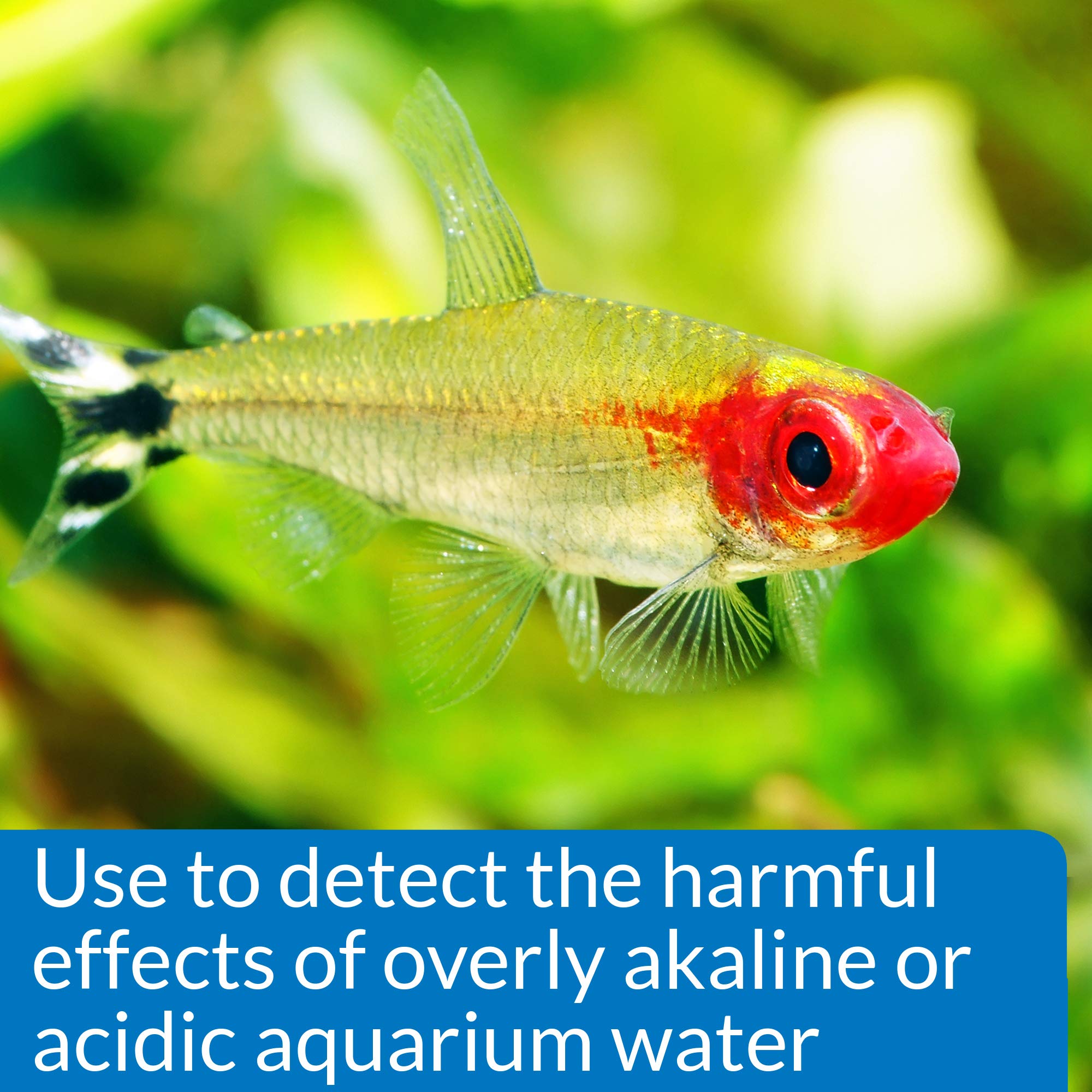 API test en cours dans aquarium pour contrôle régulier