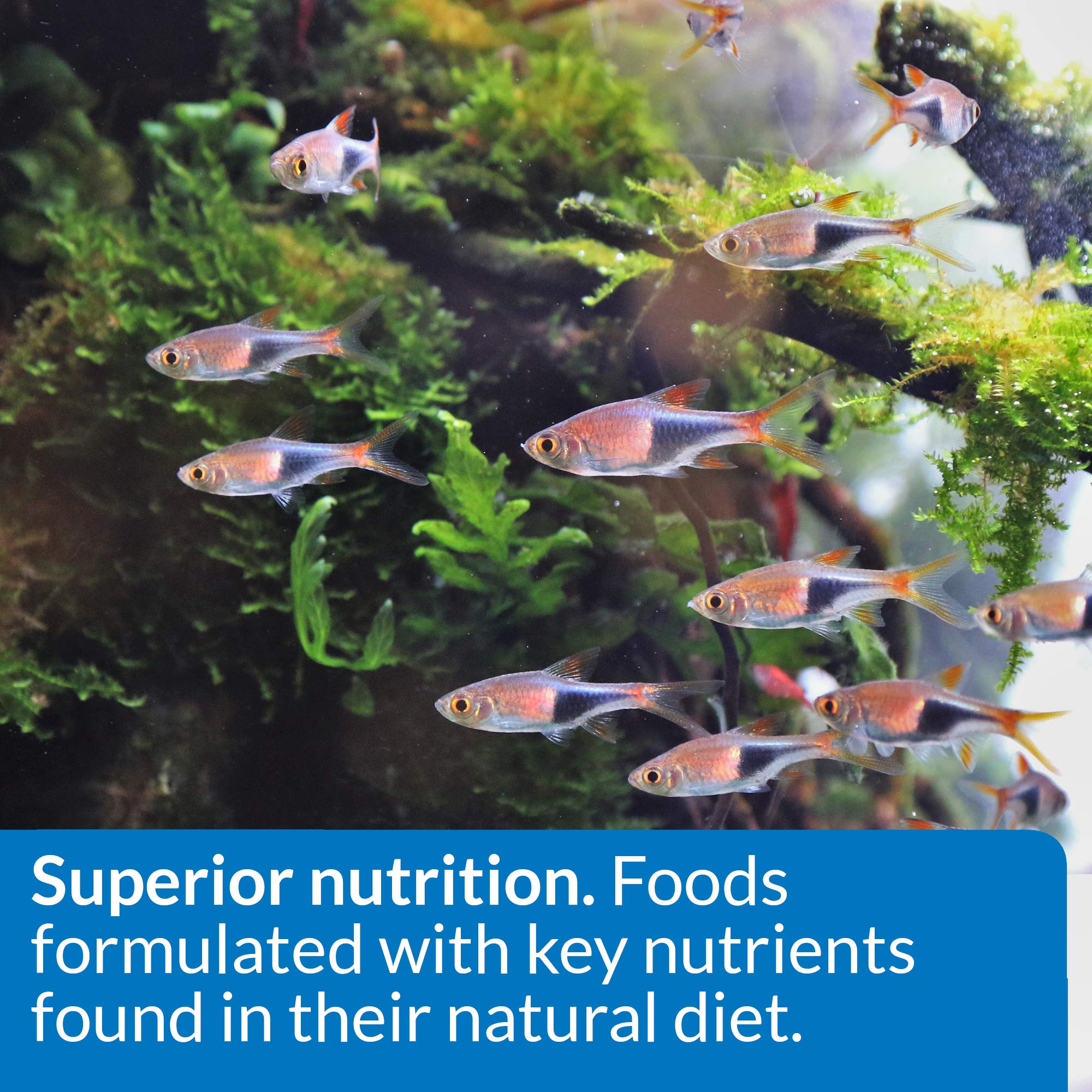 API poissons tropicaux colorés après alimentation pour couleurs renforcées